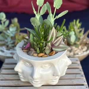 May include: A white, face-shaped planter filled with various succulents and small stones. The planter has three visible faces and holds green, purple, and pink plants. The background shows other planters with similar plants.