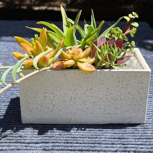 May include: A rectangular concrete planter filled with a variety of succulents. The succulents display shades of green, orange, and red. The planter sits on a blue surface.