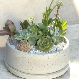 May include: A round, light gray concrete planter filled with various green succulents and small white pebbles. A small, decorative hedgehog figurine is nestled among the plants. The planter sits on a matching saucer.