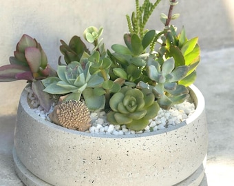 Cement Succulent Planter Bowl with Tray, Concrete Bowl, 7 Inch Diameter Indoor Outdoor Pot Tabletop Counter Centerpiece Planter
