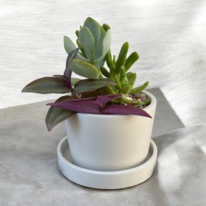 May include: A small white ceramic pot with a variety of succulents. The arrangement includes a light green succulent, a green succulent, and a purple and green plant. The pot sits on a matching saucer, creating a minimalist aesthetic.