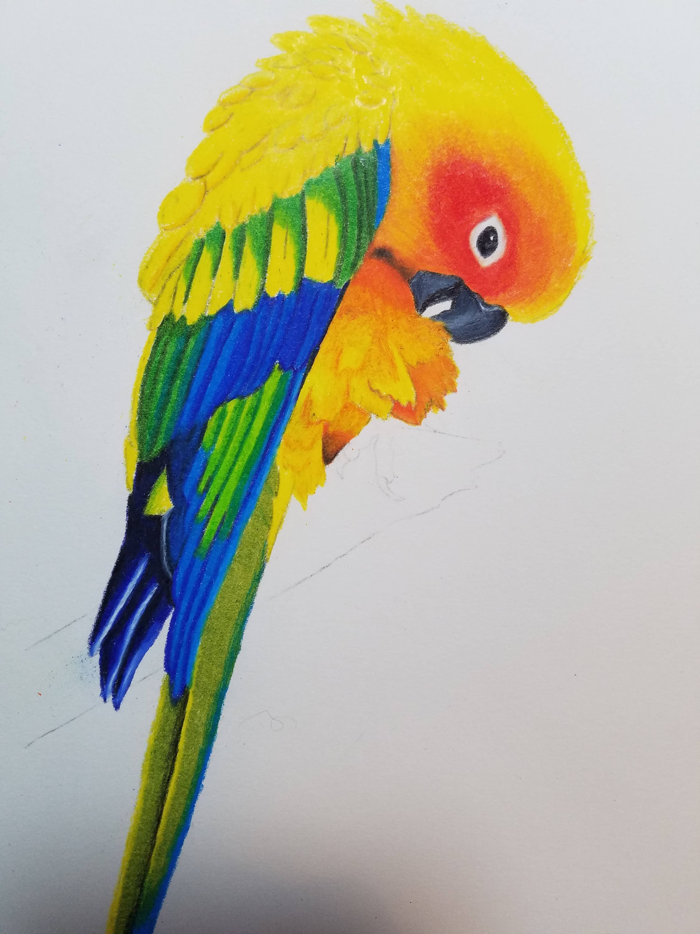 Sun Conure Parrot Drawing Print - Etsy