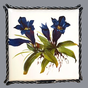 Puede incluir: Un azulejo de cerámica blanco con un marco de metal negro presenta una imagen pintada de tres flores de genciana azules con hojas y raíces verdes. Las flores están en flor y tienen un centro amarillo.