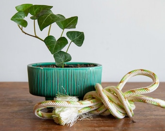 May include: A green ceramic planter with a leafy green plant inside, sitting on a wooden surface next to a white and green rope.