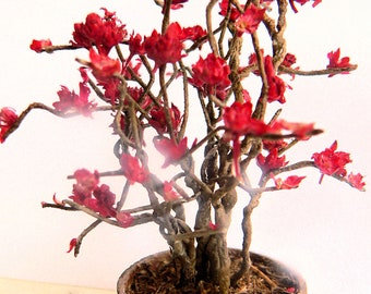 KIT:   Holly Bonsai