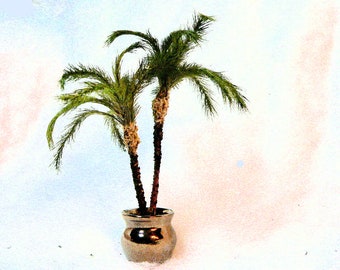 KIT Pygmy Palm Cluster