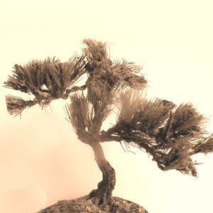 Peut inclure: Un bonsaï avec des branches et des aiguilles brunes. L'arbre est dans un pot et sur un fond blanc.