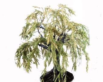 Sauce llorón de hojas delgadas de 10" elaborado a mano