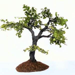 SALE: Graceful shade tree