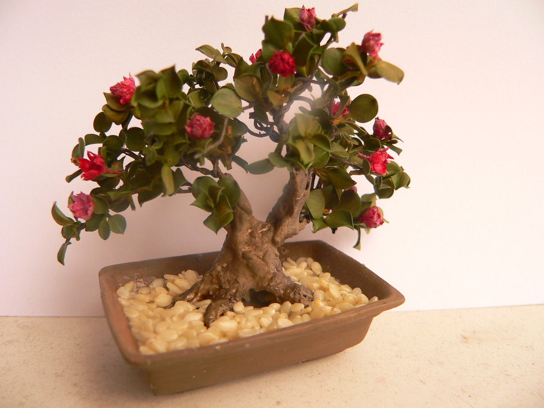 KIT Azalea Bonsai Etsy