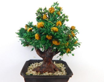 Crafted Mini Bonsai Yellow Sage