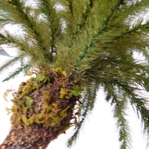 May include: Close-up of a palm tree trunk with green fronds. The trunk is covered in brown bark and green moss.