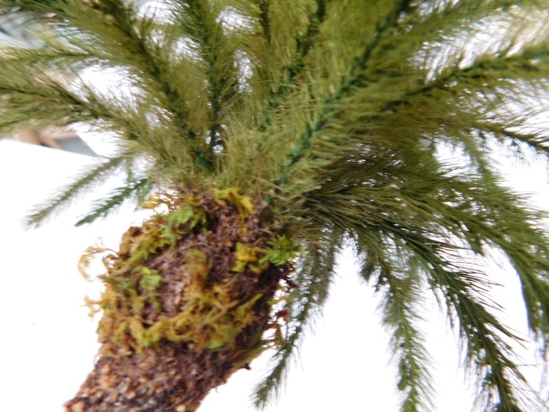 May include: Close-up of a palm tree trunk with green fronds. The trunk is covered in brown bark and green moss.