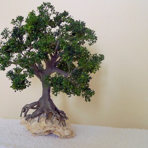 Puede incluir: Un peque&ntilde;o &aacute;rbol bons&aacute;i verde con un tronco grueso y muchas ramas. El &aacute;rbol crece de una base rocosa.