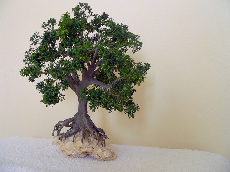 Puede incluir: Un peque&ntilde;o &aacute;rbol bons&aacute;i verde con un tronco grueso y muchas ramas. El &aacute;rbol crece de una base rocosa.