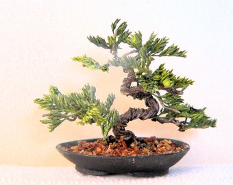 May include: A small bonsai tree with green foliage and a twisted brown trunk, potted in a black ceramic pot.