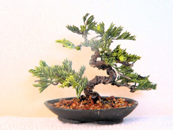 Craft Kit Juniper Bonsai Etsy