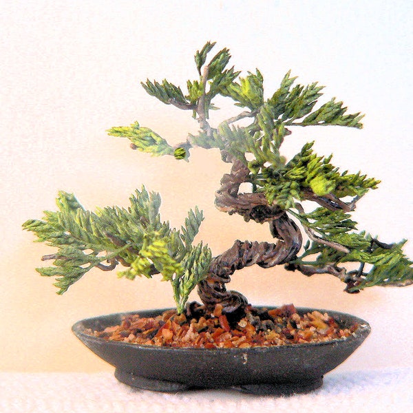 Juniper Bonsai Tree Etsy