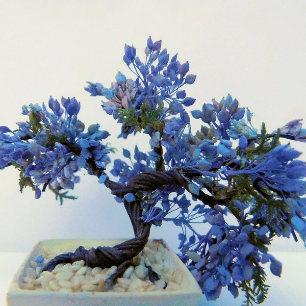 Jacaranda Bonsai Etsy