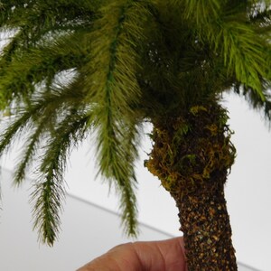 May include: A miniature palm tree with a brown trunk and green fronds. The trunk is covered in a brown, textured material and has a layer of green moss at the top.