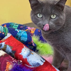 Catnip Kicker Toy with Feather Boa Tail