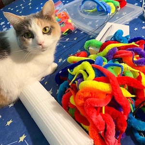 May include: A white and grey cat with green eyes looks at the camera. The cat is sitting on a blue blanket with a white tube and a pile of colorful fuzzy worm toys.