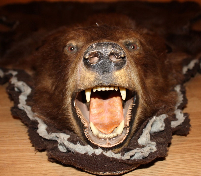 Authentic Brown Bear Skin Rug with Taxidermy Mounted Head Etsy