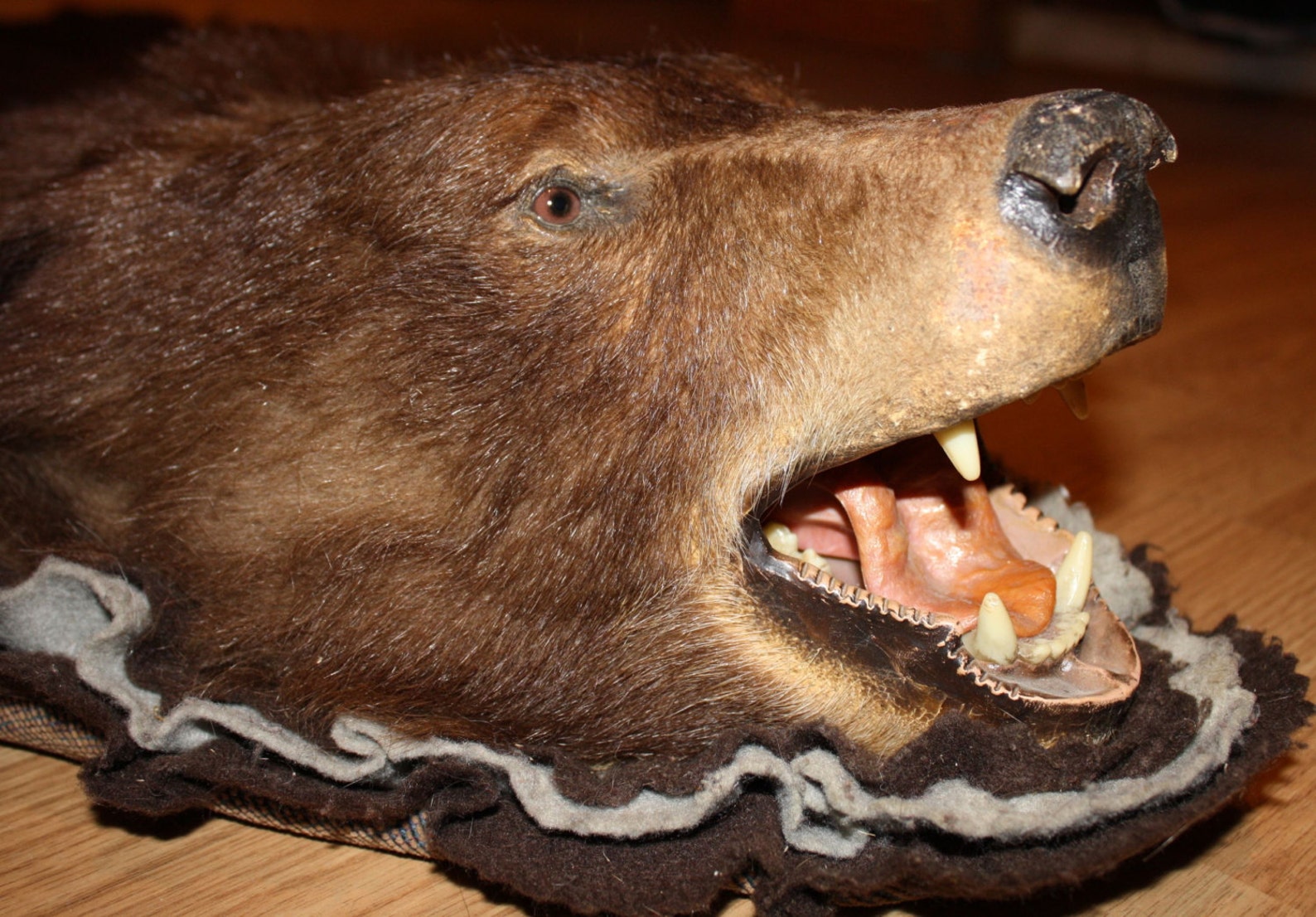 Authentic Brown Bear Skin Rug with Taxidermy Mounted Head Etsy