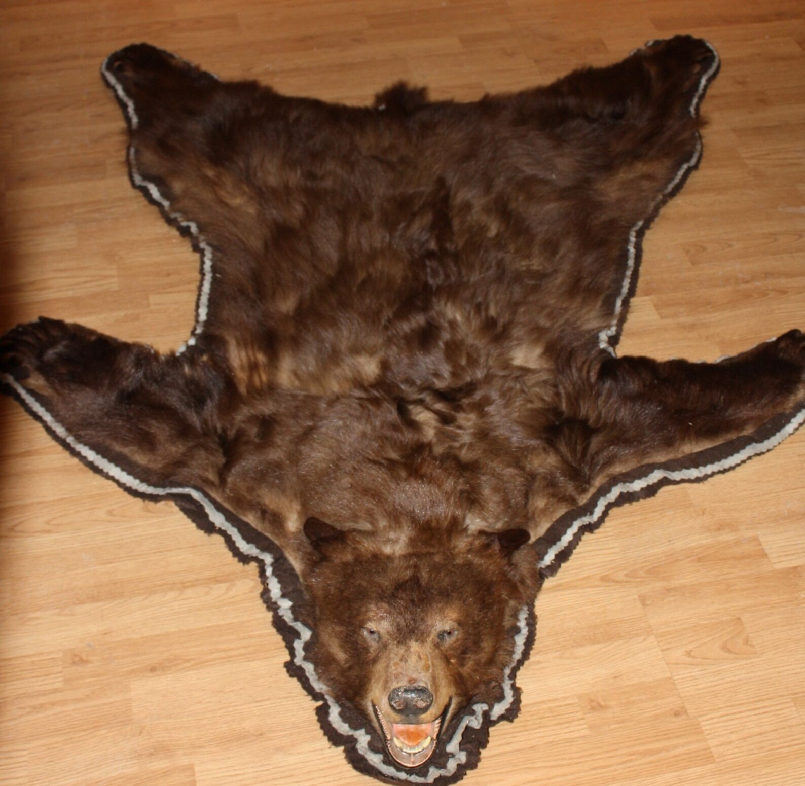 Authentic Brown Bear Skin Rug with Taxidermy Mounted Head Etsy