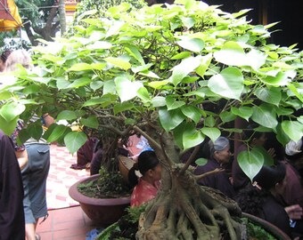 Ficus auriculata Roxburgh/'s Ficu Samen Himalaya-Feige 20 seeds 20 Samen
