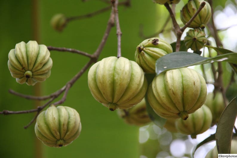 12 seeds of Rare Garcinia Gummi Gutta or Garcinia Cambogia