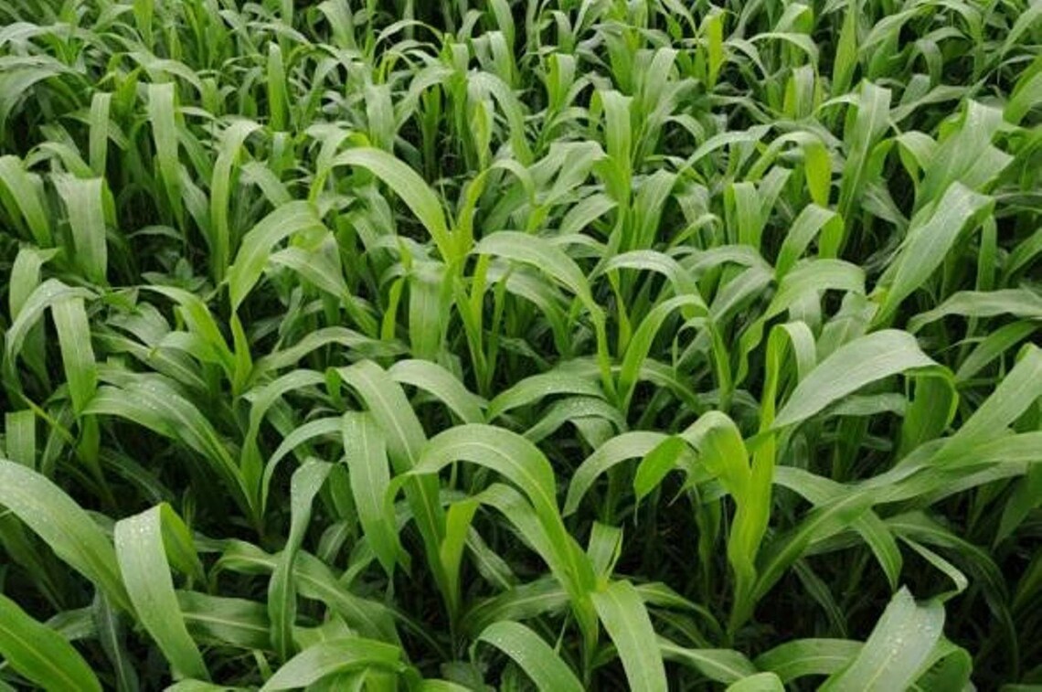 Sudan Grass Seeds fast growing grass used for grazing Etsy