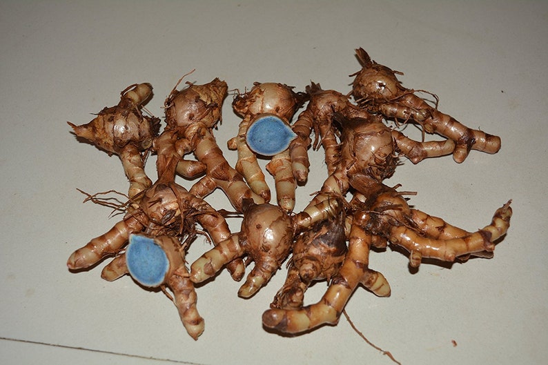 Rare Curcuma Caesia Black Turmeric Kaali Kali Haldi Mother Rhizomes for