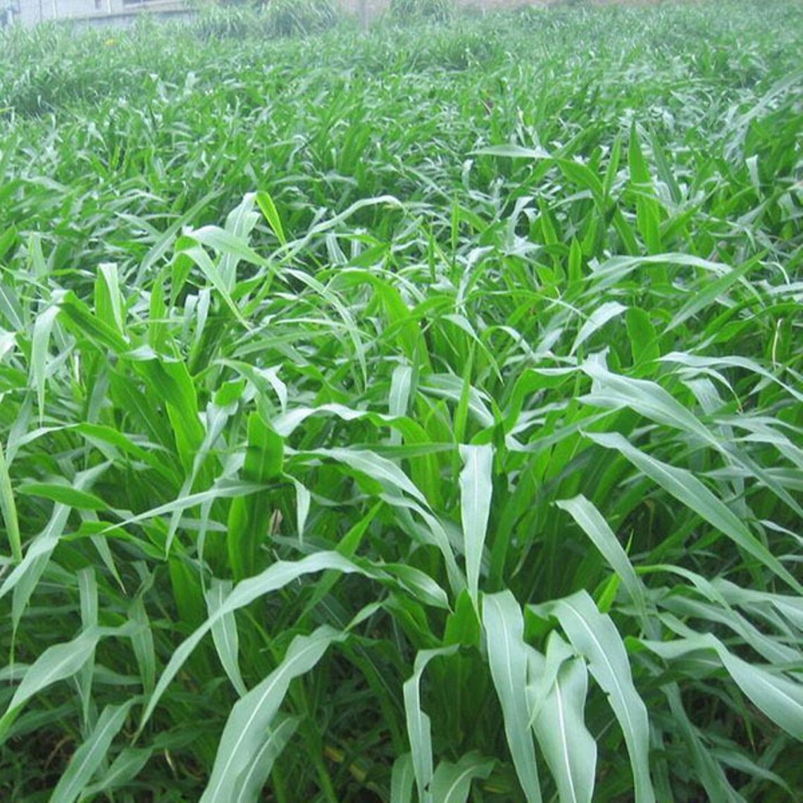 Sudan Grass Seeds fast growing grass used for grazing Etsy