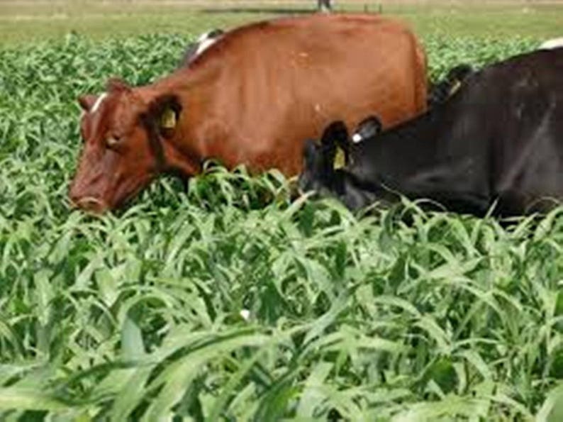 Sudan Grass Seeds fast growing grass used for grazing Etsy