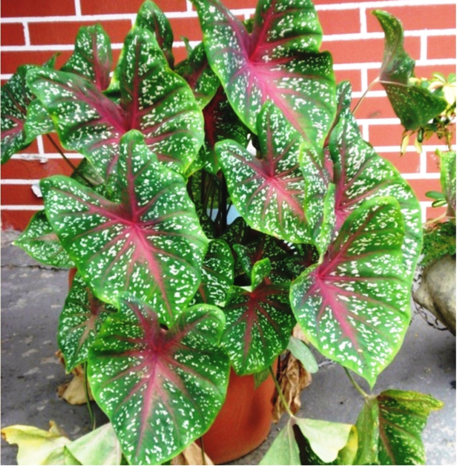 Fresh Bulbs of Caladium Hortulanum Fancy Leaf Caladium or Etsy