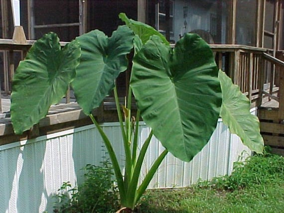 2 Bulbs Each Of Colocasia Esculenta Malanga Blanca Tropical Etsy