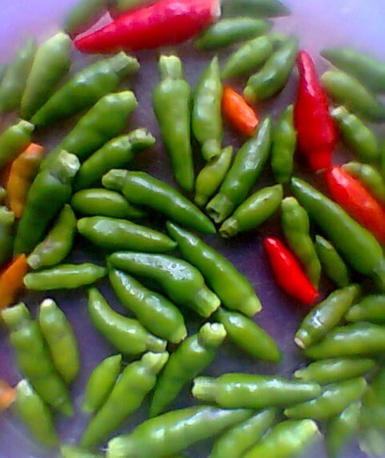 50 seeds of African Bird Eye Chilli for growing Etsy