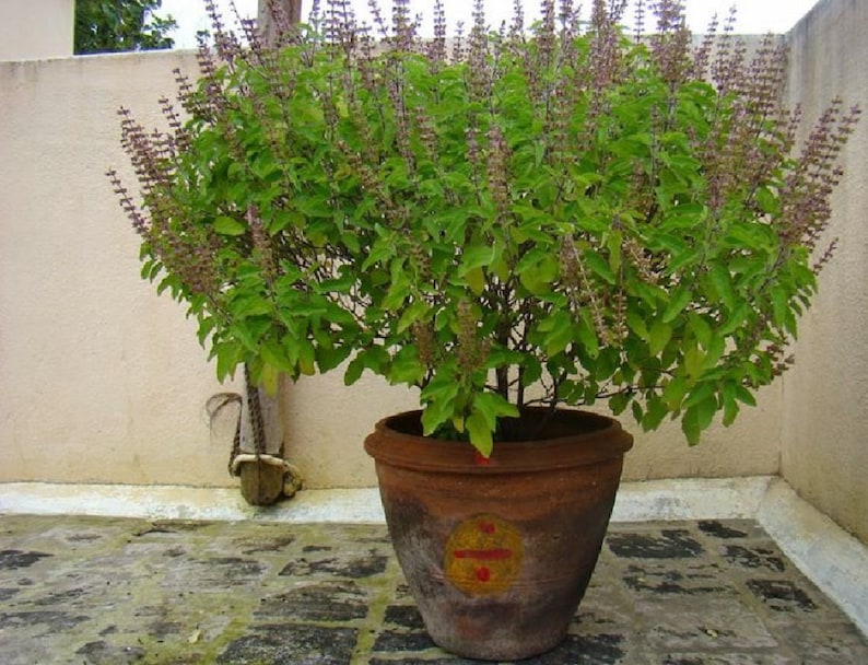 Holy Basil Krishna Tulsi Ocimum Sanctum Ocimum Tenuiflorum Etsy