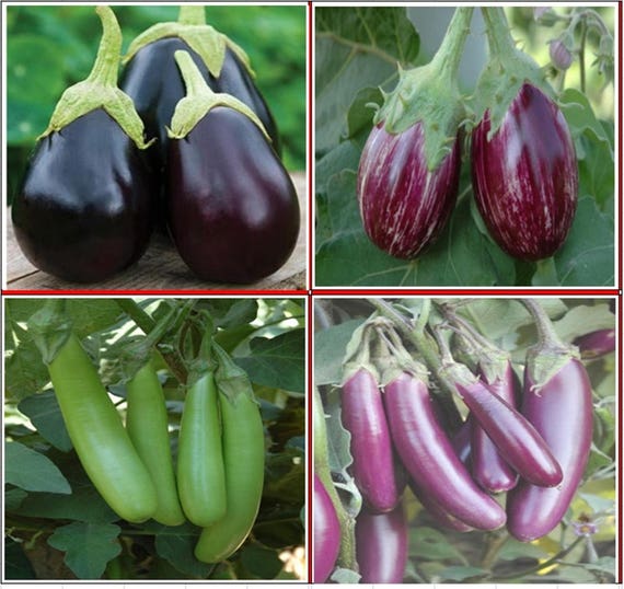 olio di garcinia cambogia serpente