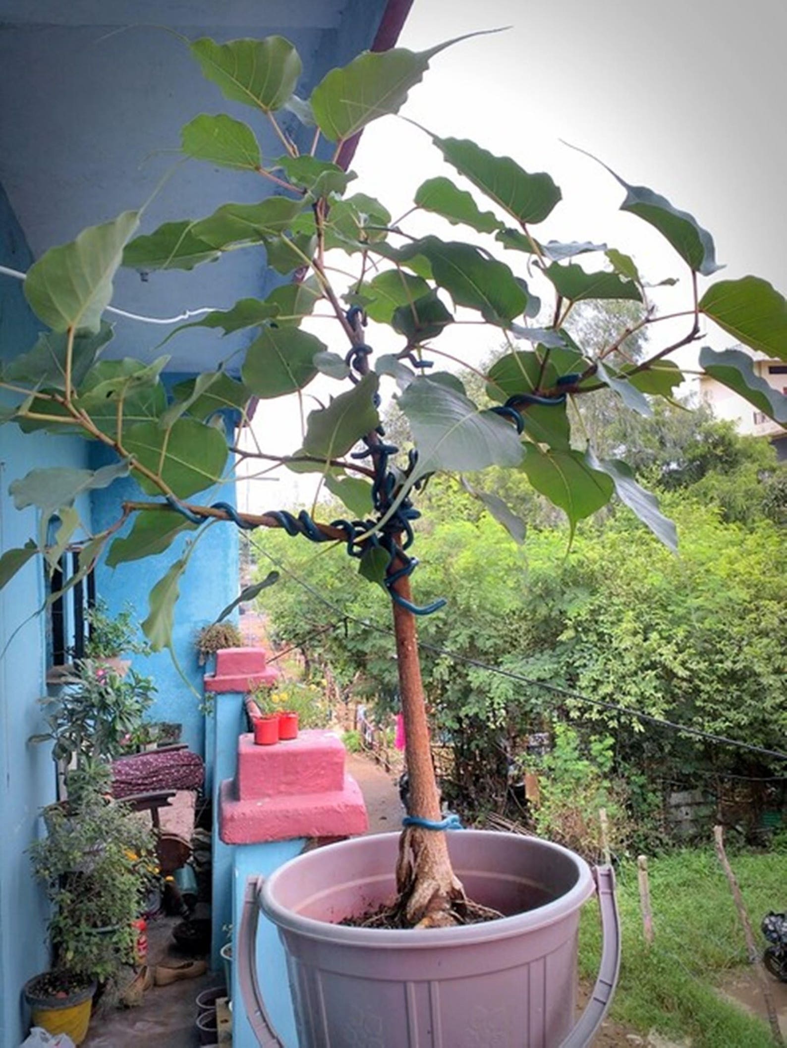 250 Seeds of Ficus Religiosa Sacred Fig Bodhi or Peepal Tree | Etsy