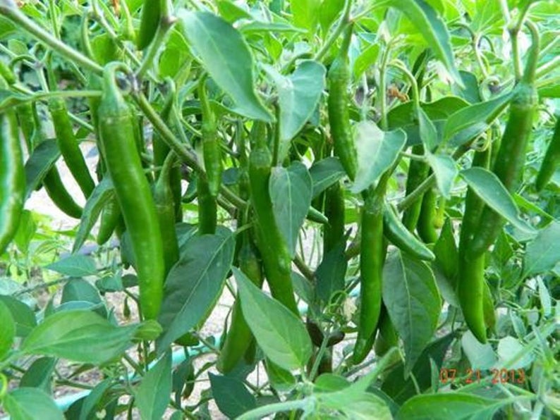 High Yield Chilli Pepper Green Long Variety best for Pot