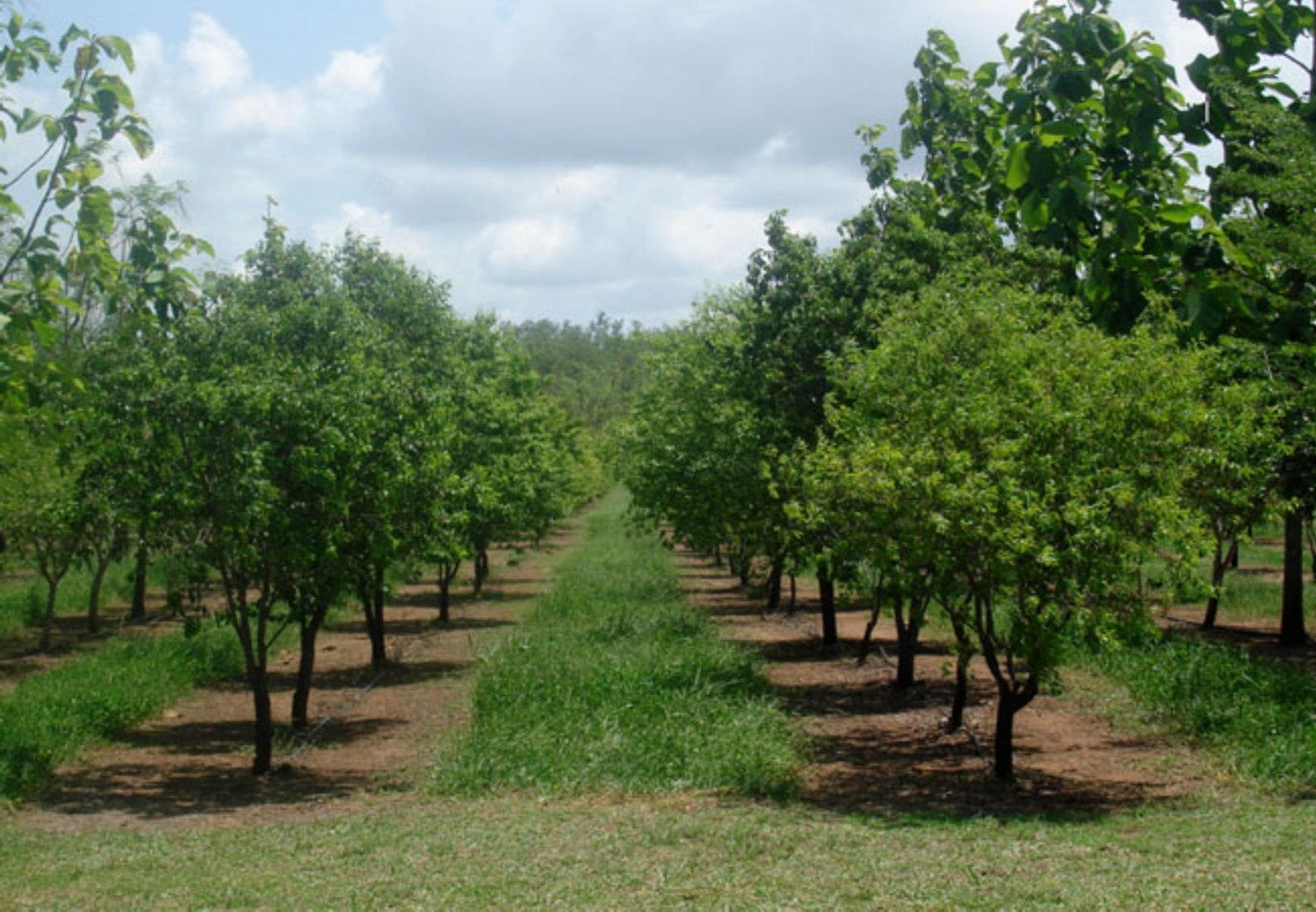 25 Fresh seeds of Indian Sandalwood Santalum Album Tree for Etsy