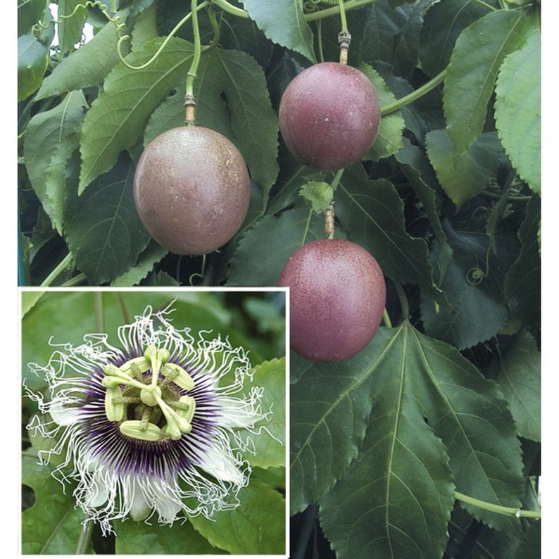 Passiflora Edulis or Precious Passion Fruit Purple Red Fine Etsy