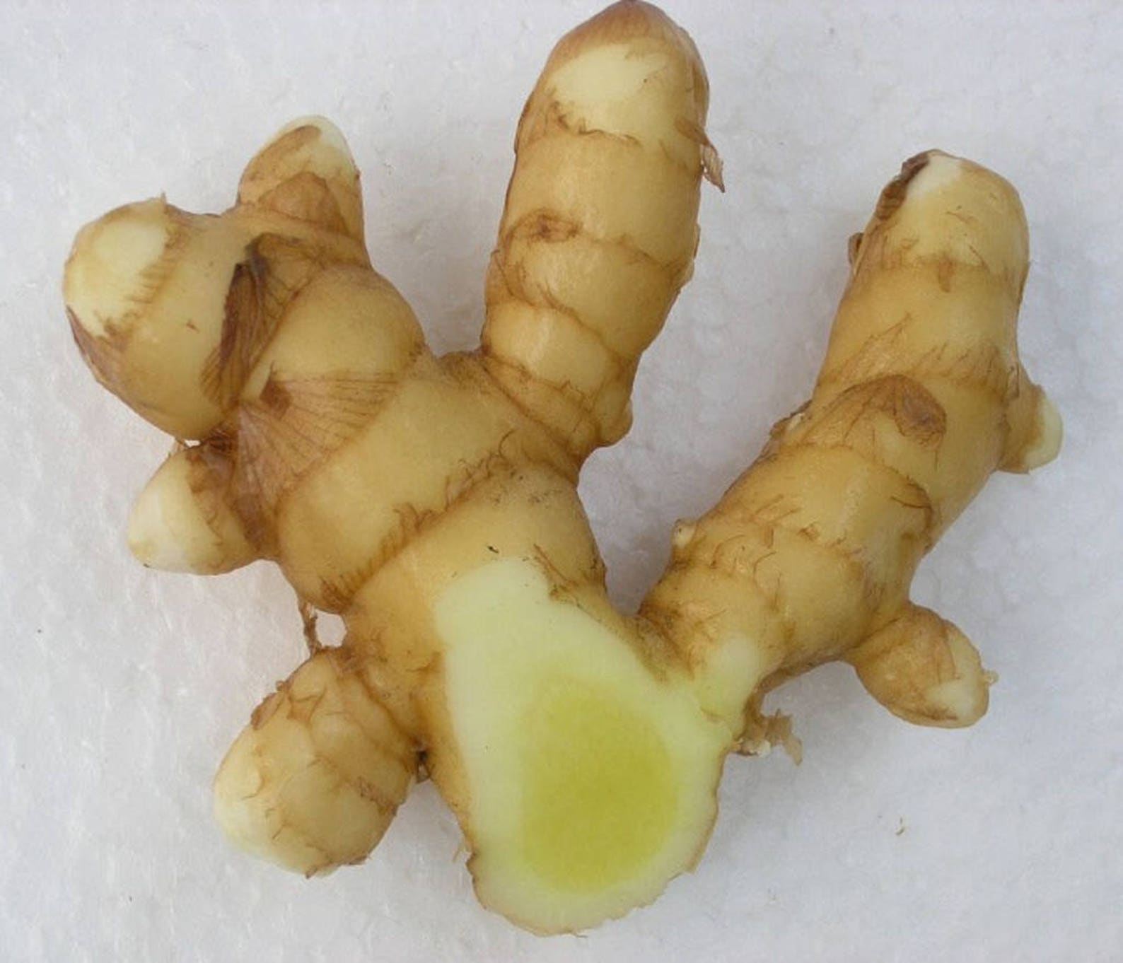 3 Rarest Curcuma Amada Mango Ginger Rhizomes for Growing Etsy
