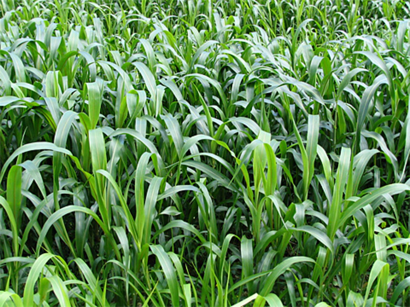 Sudan Grass Seeds fast growing grass used for grazing Etsy