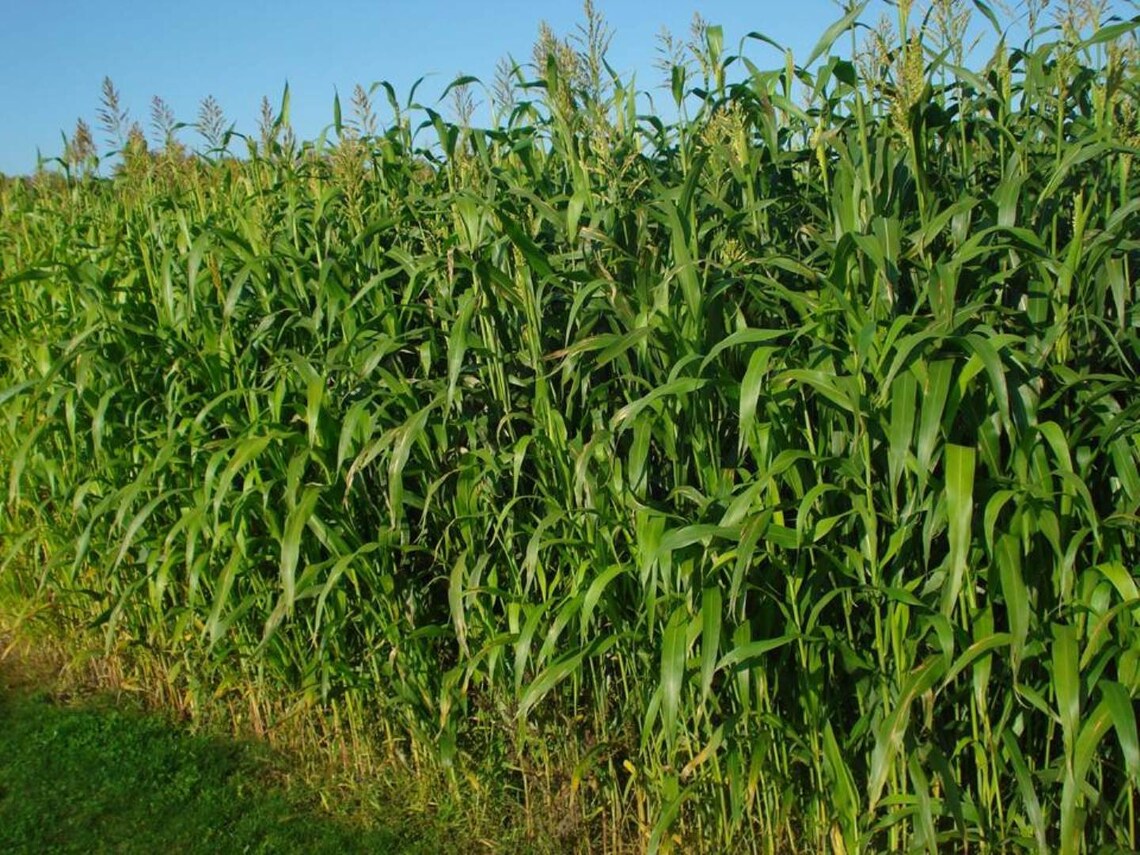 Sudan Grass Seeds fast growing grass used for grazing Etsy