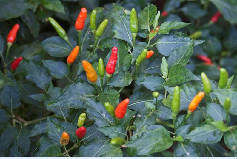50 seeds of African Bird Eye Chilli for growing Etsy