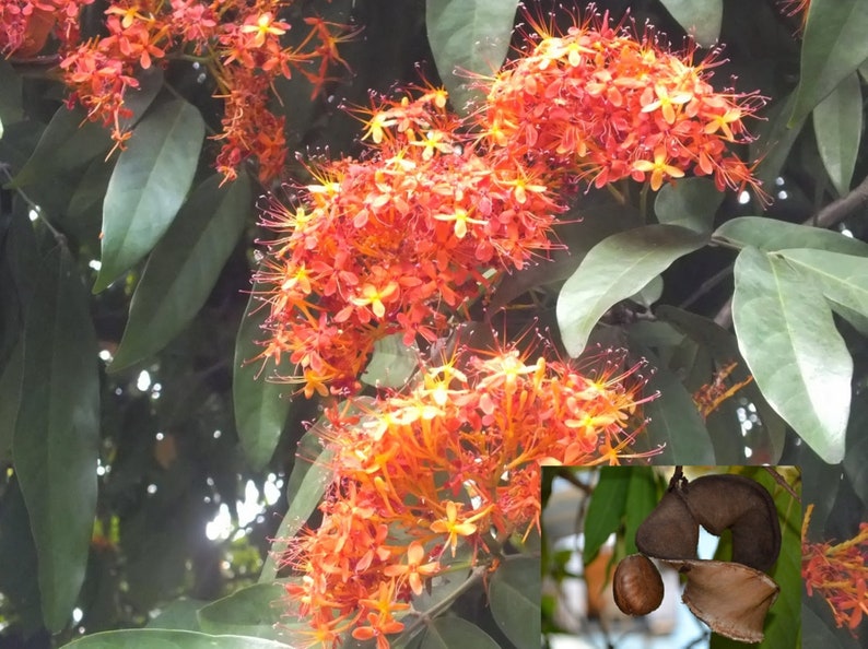 Seeds of Sacred Saraca Asoca Ashoka Sita Ashok Hemapushpam Etsy