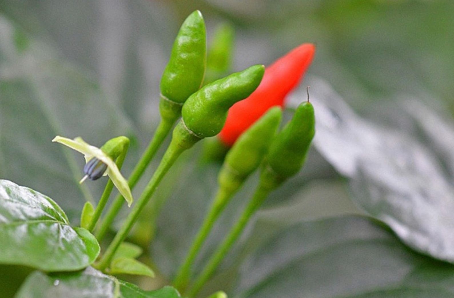 50 seeds of African Bird Eye Chilli for growing Etsy